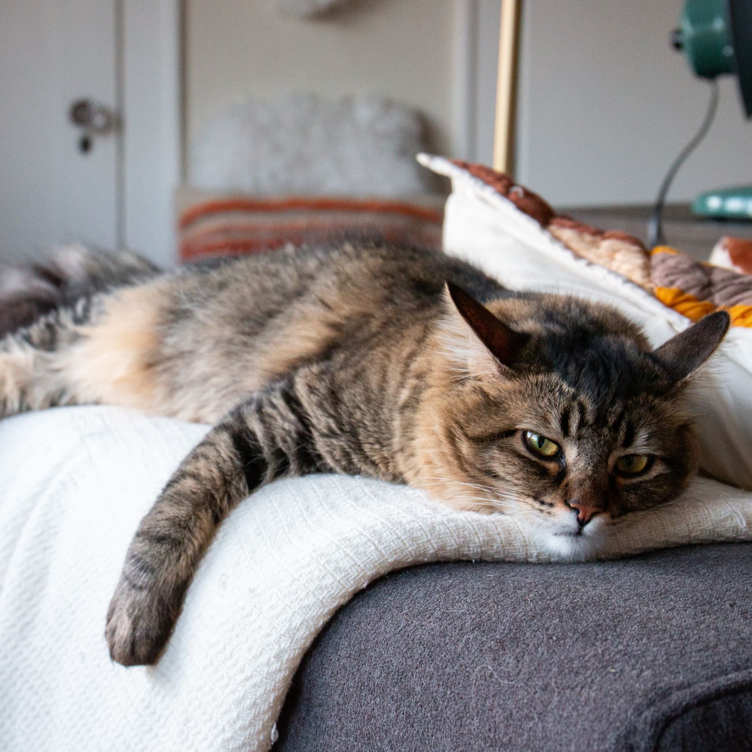 This DIY Lap from Reddit Helps Keep a Clingy Pet Happy Apartment